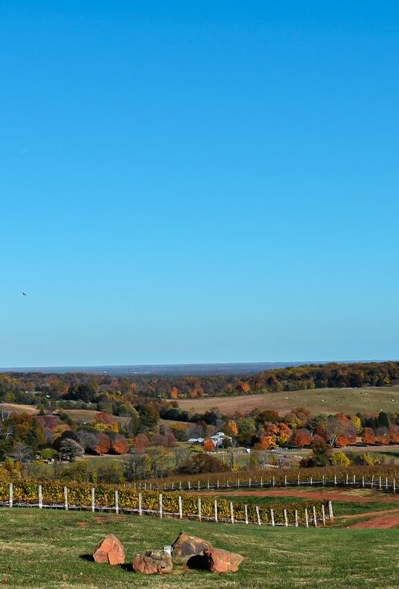Scenic view of vineyards and rolling hills with fall foliage in Charlottesville, Virginia wine country