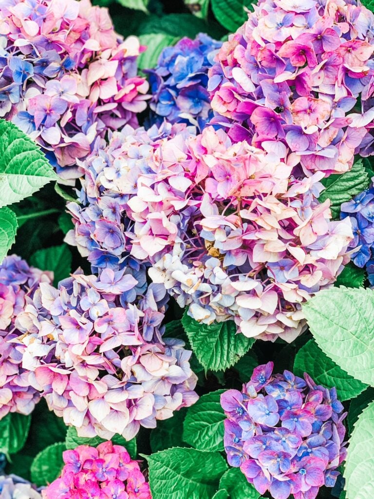 Close-up of vibrant pink and purple hydrangeas in full bloom at Cuttyhunk.