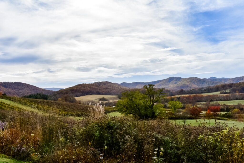 Rolling vineyard landscape at Pippin Hill Farm with mountains in the distance.