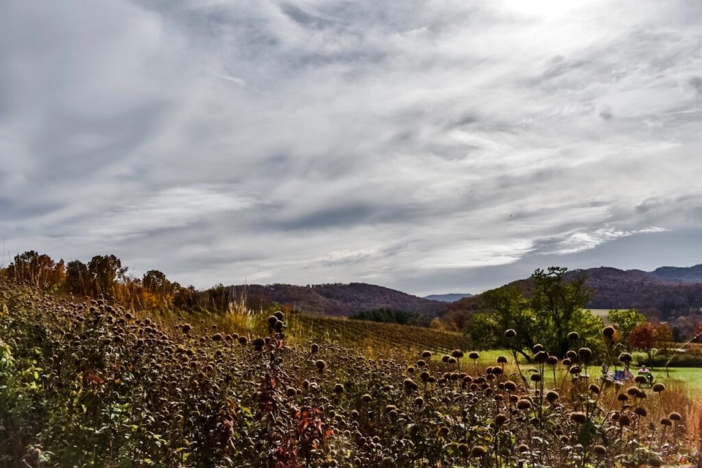 Rolling hills and fields at Pippin Hill Farm under a moody, cloud-filled sky, with late-season flowers and autumn trees adding warmth to the landscape.