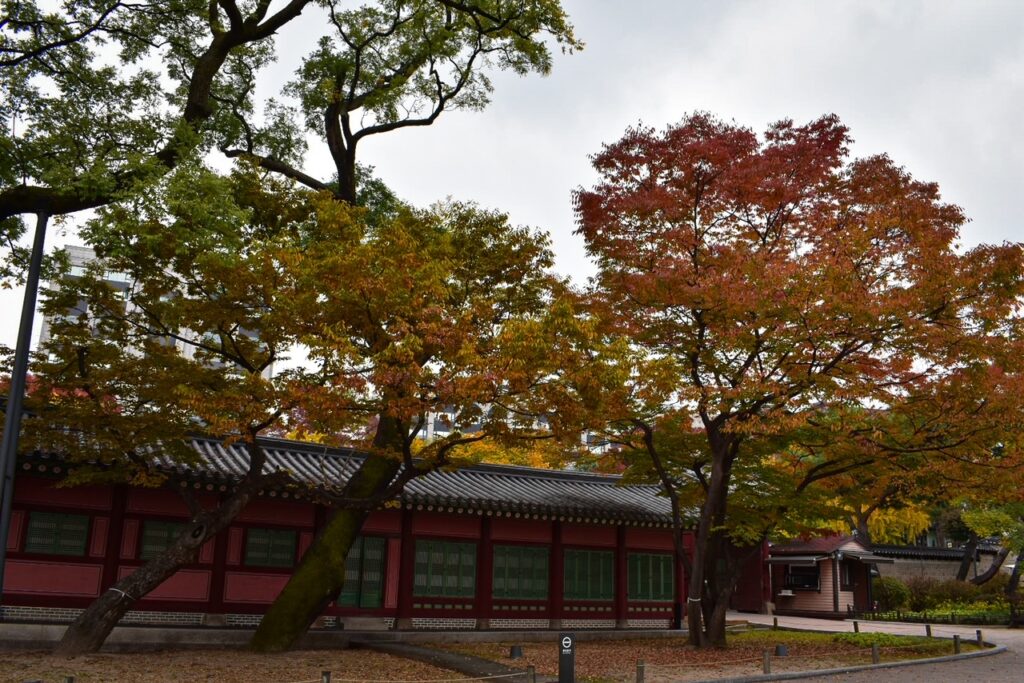 Autumn trees with red and yellow leaves beside a traditional red palace building at Gyeongbokgung Palace.