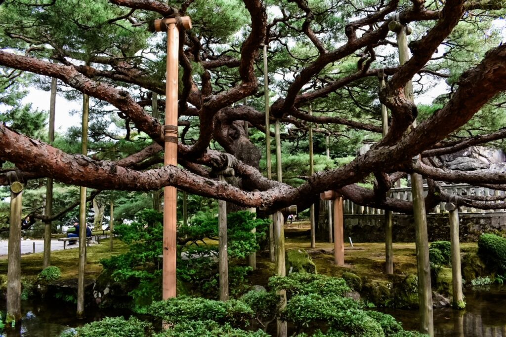 Ancient pine tree in Kenrokuen Garden with sprawling branches supported by wooden posts amid lush greenery.
