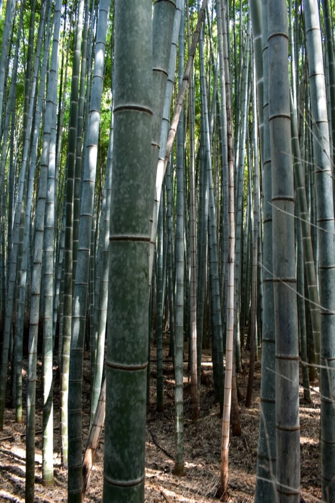 Towering bamboo stalks create a serene, green canopy in the Arashiyama Bamboo Grove.