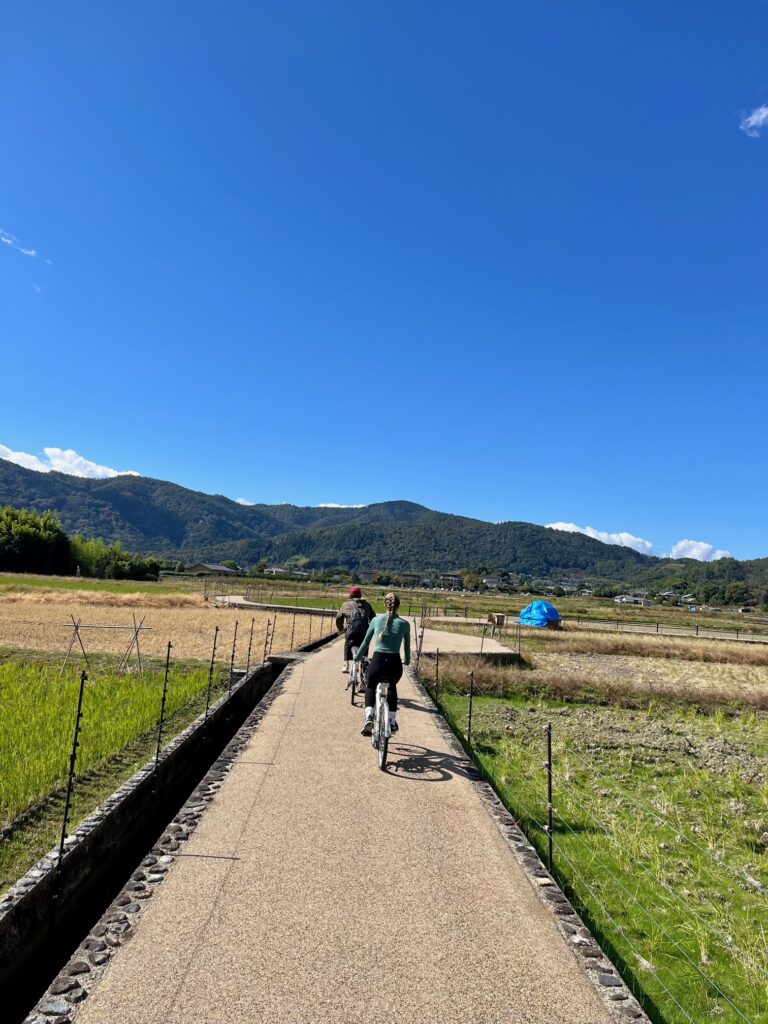 Cyclists ride along a narrow path cutting through golden rice fields beneath a clear blue sky and distant mountains.