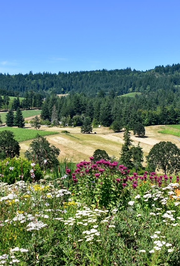 Colorful wildflowers overlooking vineyard-covered hills and forested landscape from J. Christopher Patio in Oregon.