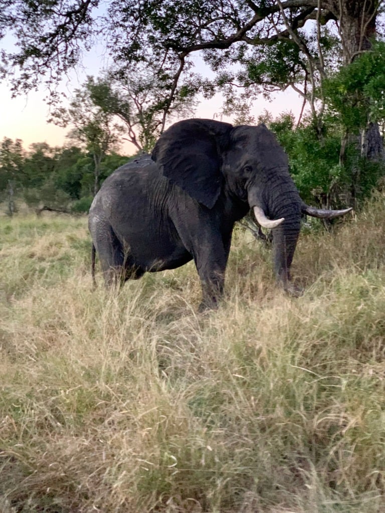An African elephant walking through tall grass and scattered trees in Kruger, tusks visible, moving through the savanna with quiet power.