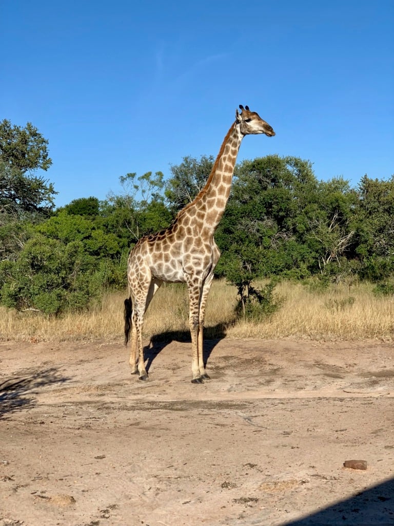 A giraffe standing alone on the Kruger savanna with acacia trees and golden grassland behind it under a clear blue sky.
