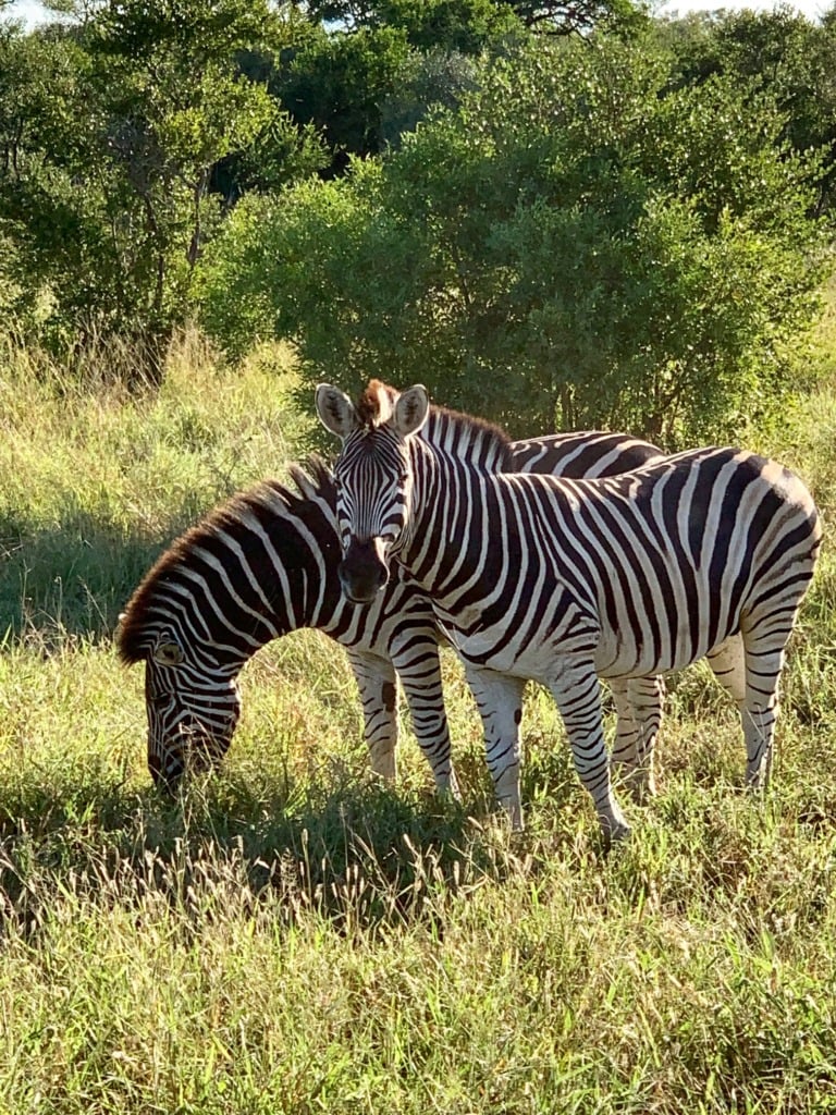 An adult zebra standing with a smaller young zebra beside it in Kruger grassland, golden grass and green shrubs in the background.