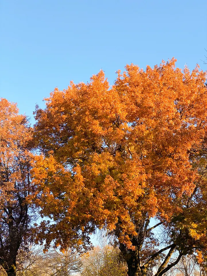 A tree in full fall color, its canopy blazing orange and red against a clear blue autumn sky in New England