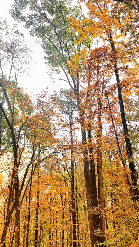 Tall trees at peak fall foliage in a New England forest, their canopies layered in gold, orange, and deep red against a pale sky