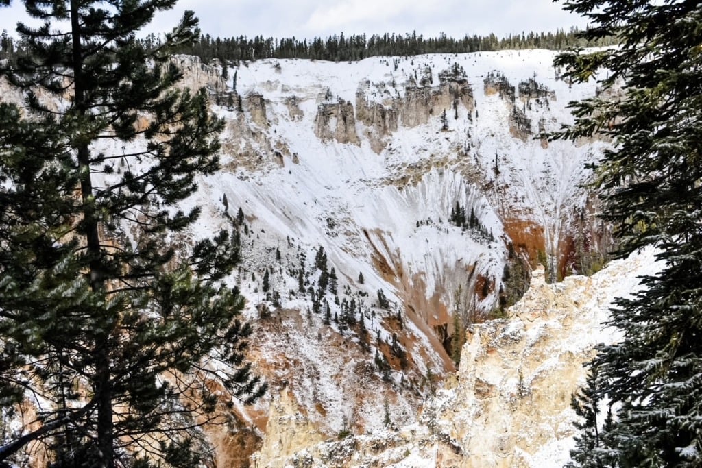 Snow-dusted canyon walls and pine-covered ridges at the Grand Canyon of the Yellowstone, with ochre and white rock columns visible through pine trees