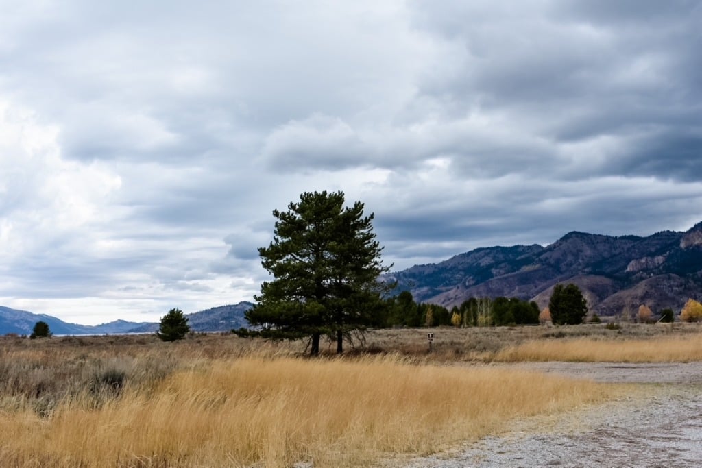 A lone pine tree standing in a golden autumn meadow near Jackson Hole, Wyoming, with mountain ridges visible under a dramatic overcast sky