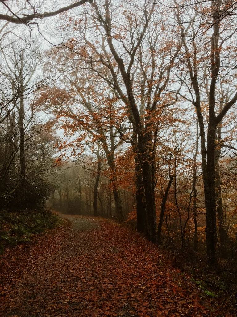 A winding leaf-covered trail disappearing into misty autumn woods, with bare branches and remaining red and orange leaves on either side